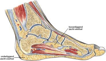 Hoofdstuk 2. Anatomie en Biomechanica 49 Figuur 2.48: zacht weefsel in de voet [42] 2.6.1 Materiaaleigenschappen Zacht Weefsel Voor het zachte weefsel gelden volgende materiaaleigenschappen.