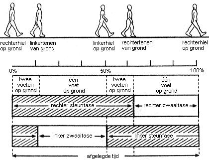 Hoofdstuk 4. Bewegingscyclus 60 ongeveer 12% van de wandelcyclus, is de rechtervoet enkel via de hiel met de grond verbonden.