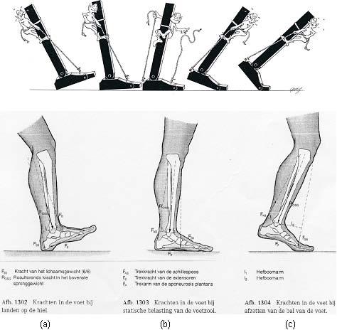 Hoofdstuk 4. Bewegingscyclus 61 Figuur 4.3: algemene krachtswerking tijdens wandelen (a) bij landen op hiel, (b) bij statische belasting voetzool en (c) bij afzetten op bal van de voet [42] Figuur 4.