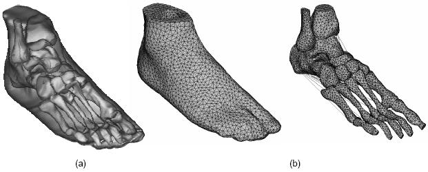 Hoofdstuk 5. Bestaande Biomechanische Modellen van de Voet 69 5.1 J.T.-M. Cheung et al. 2005 5.1.1 Methode In dit model vertrok men vanuit patiëntspecifieke MRI-beelden.