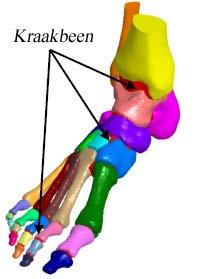 Hoofdstuk 5. Bestaande Biomechanische Modellen van de Voet 72 opgevuld wordt door het kraakbeen en de sinoviale vloeistof werd niet gesegmenteerd.
