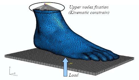 Hoofdstuk 5. Bestaande Biomechanische Modellen van de Voet 73 Er werden in totaal twee belastingsgevallen beschouwd.