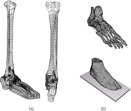 Hoofdstuk 6 Modelopbouw, Theorie vs Praktijk 6.1 Modelleren Het doel van dit onderzoek is om een gedetailleerd, anatomisch correct, numeriek model te maken van het voet-enkel complex.