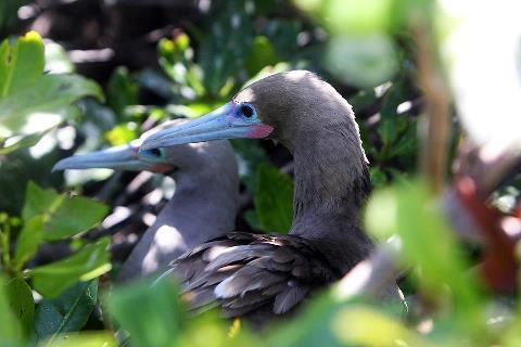 Hierin foerageren rode flamingo's; Bonaire heeft een van de grootste flamingo-populaties ter wereld.