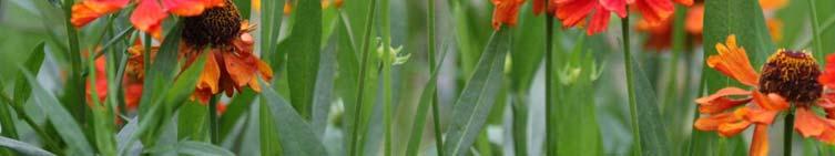 meedoen Salvia patens