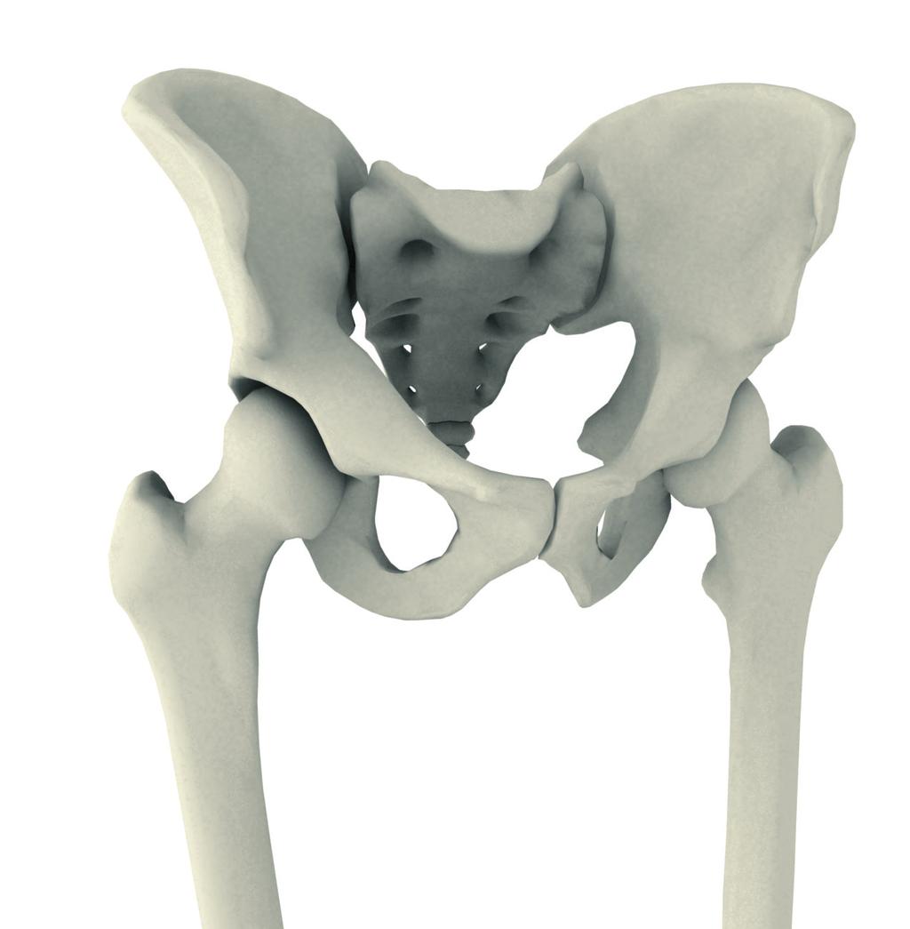 HET HEUPGEWRICHT Het heupgewricht is een bal/kom-gewricht. De halfronde kom bevindt zich in het bekken en wordt met de latijnse, anatomische term acetabulum omschreven.