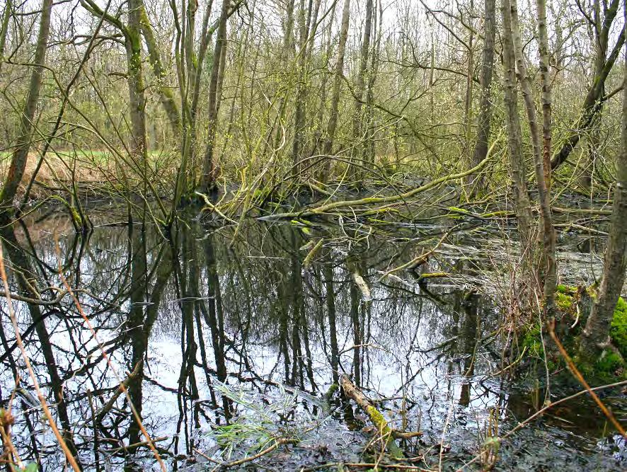 Zandrug Tussen de stroomdalen van de Drentsche Aa en het Eelderdiep ligt een smalle zandrug waarop in de middeleeuwen de dorpen Eelde en Paterswolde ontstonden.