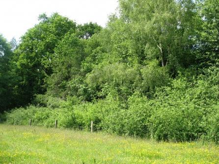 Inrichting van de groenstrook Door gebruik te maken van een landschapselement wat historisch voorkomt in de regio, de houtwal of bossingel, kan niet alleen de genoemde doelstelling worden bereikt