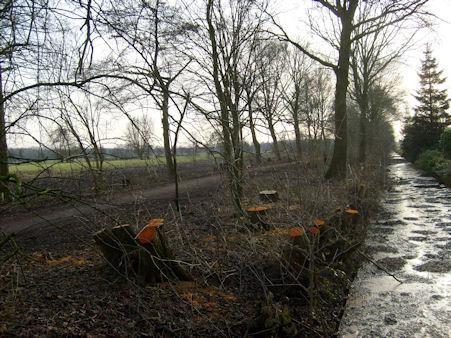 Aanleg en onderhoud Om het juiste karakter van de groensingel te verkrijgen is het van belang om nu een aantal afspraken vast te leggen met betrekking tot aanleg en onderhoud.