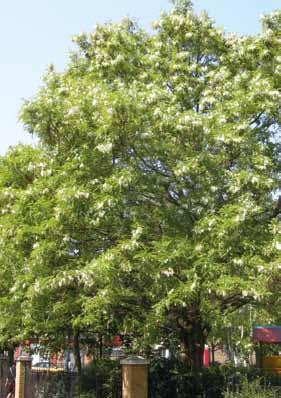 SORTIMENT Robinia pseudoacacia volwassen boom in bloei oudere leeftijd wordt de kroon helaas wat grilliger en meer open en is dan gevoelig voor windschade.