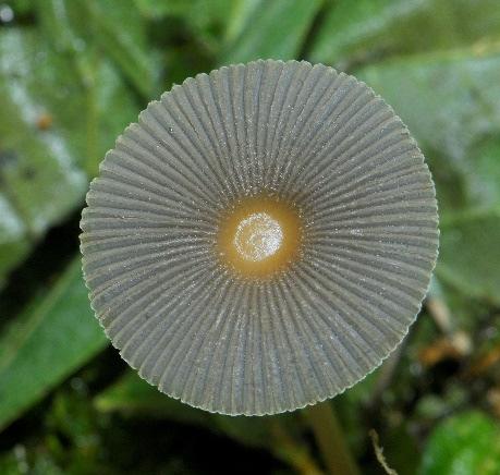 Paddestoelen Sinds 2012 hebben we de heer Bert Tolsma bereid gevonden om paddestoelen te tellen op onze baan.