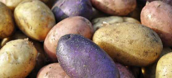 TIPS & TRICKS Niet alleen Bintjes! De Bintje-aardappel is de meest geteelde variëteit in België.