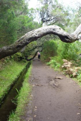 Van oudsher is Madeira bekend om de Laurierbomen (van