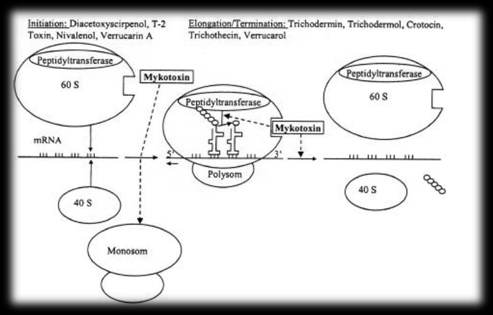 Figuur 15: Mechanisme van remming van de eiwitsynthese door trichothecenen (7) DON staat eveneens bekend om het veroorzaken van het zogenaamde braaksyndroom (14).