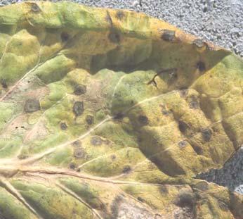 Aan het eind van de veldproef is per veldje de aanwezigheid van Mycosphaerella brassicicola vlekken op de bladeren bepaald volgens de index: 0 = geen 1 =