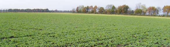 Chemisch voorbewerken In sommige gevallen is mechanisch voorbewerken van het vanggewas helaas niet mogelijk: Bij voorkomen van veel wortelonkruiden (haarden) Als er veel aaltjes (> schadedrempel)