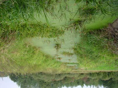 Stichting RAVON & Natuurbalans - Limes Divergens 13.3 Discussie en conclusie Algemeen De Laarakkersche Waterleiding mondt uit in de Lage Raam.