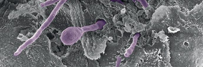 Stel je eigen masterprogramma samen Tijdens de masteropleiding biochemie en biotechnologie verdiep je je in de structuur, de functie en de interacties van biomoleculen.