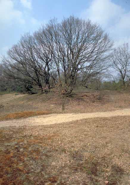 WINTEREIKEN HOGE KEMPEN BIJNA ALTIJD HAK- HOUT, ZELDEN OPGAAND OUDE