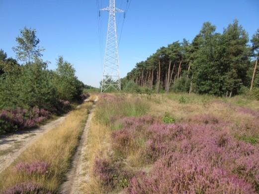 Lommel: Heidebeheer onder hoogspanning in Karrestraterheide. Daarbij werden aanwezige vliegdennen en berken verwijderd om de heide kansen te geven. Verder werd oude heide gemaaid om deze te verjongen.