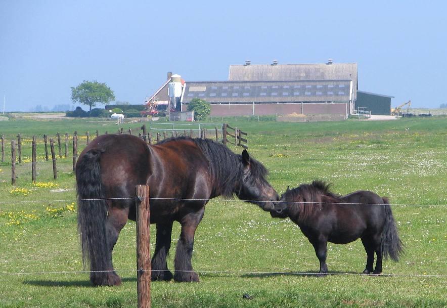 Bleijkmeer, Holysloot