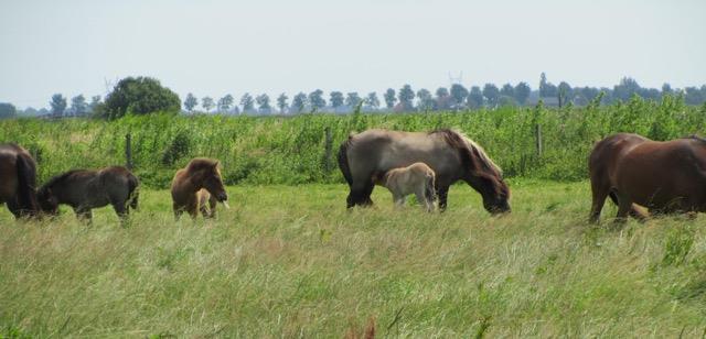 IJslanderstoeterij van t Ilperveld 15 ha grasland waarvan 9 ha weiland 6 ha hooiland (tot 15 juni) 50