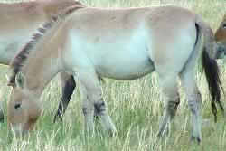 Paarden: Przewalski-paard 1879 ontdekt door kolonel Przewalski Het enige wilde paardenras, afkomstig