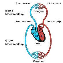 De bloedsomloop Allereerst komt het zuurstofarme bloed uit het lichaam aan in de rechterboezem via de bovenste en onderste holle ader.
