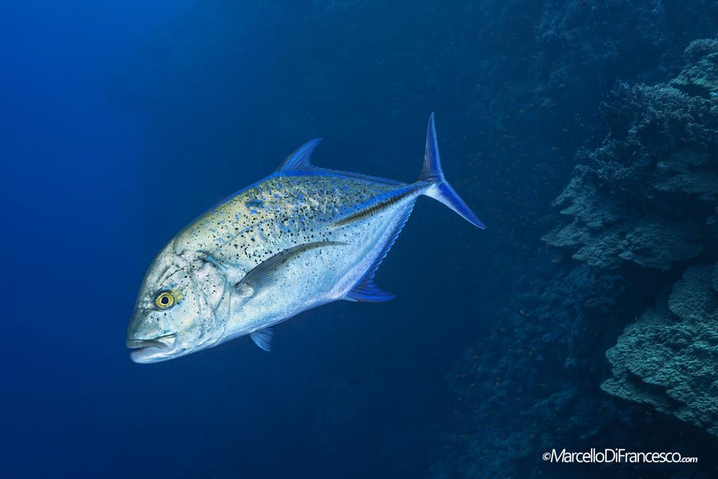 Jackfish jagend in het blauw. (Canon 5Dmk3 + Tokina 10-17mm Nauticam Housing F10 1/160 iso 500).