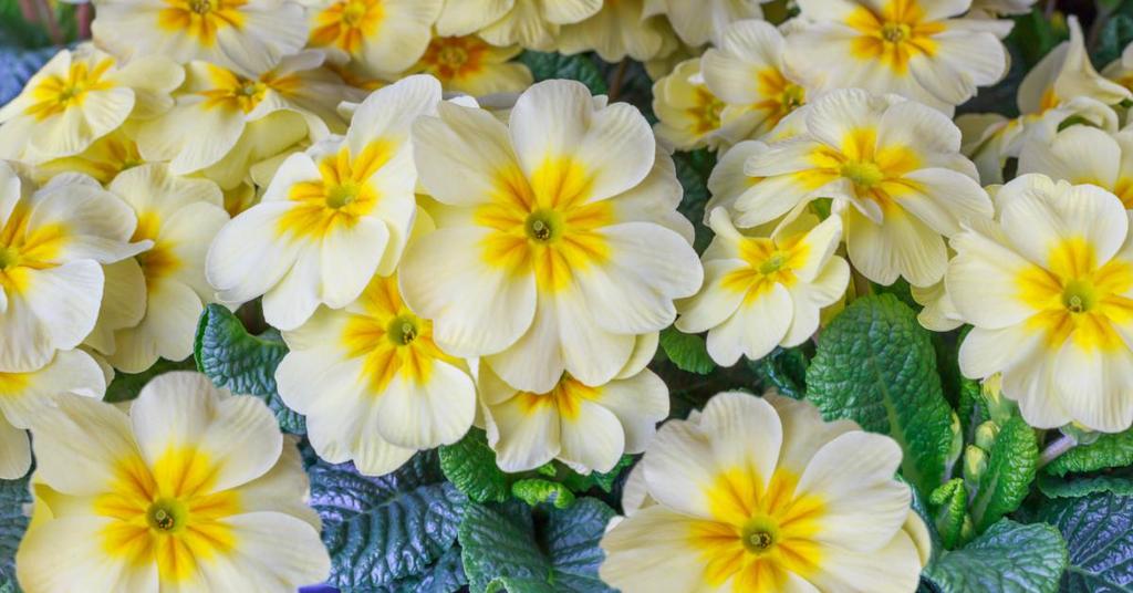 Primula Primula De primula is een kleine plant die zowel in de vaste grond als in potten je tuin een zomers kleurtje kan geven. Een andere benaming voor de primula is de sleutelbloem.