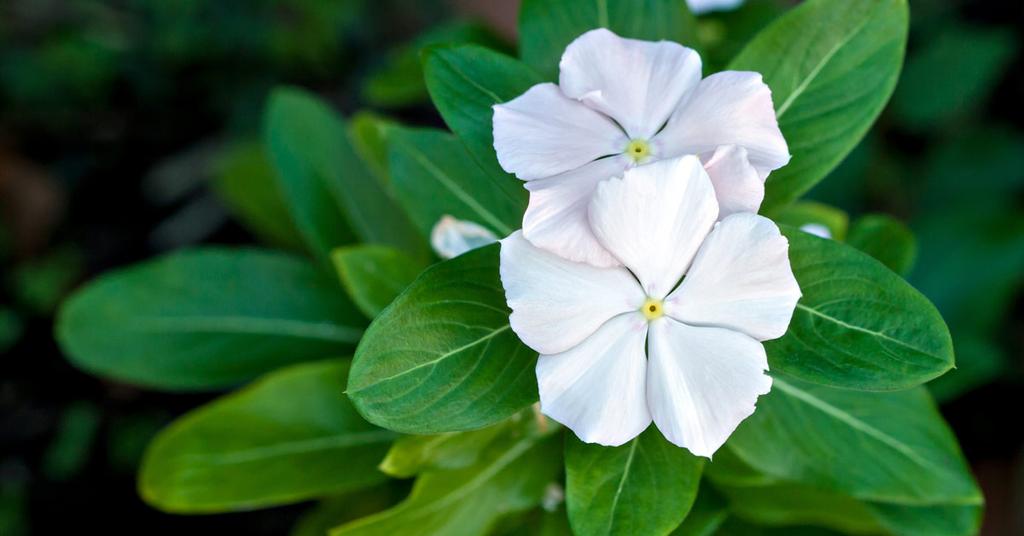 Vlijtig Liesje Impatiens walleriana Een erg mooie en gemakkelijke eenjarige perkplant met ook een lange bloeiperiode.