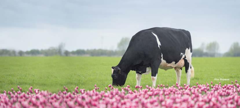 melkproductie van onze 5 Snooker vaarzen is 8.406 kg melk met gemiddeld 115 LW. Melkveehouder Gijsbert v.d. Berg Elburn RF succesvol op landgoed Twickel Op melkveebedrijf De Sanderij van Johan en Siepie Hietbrink te Delden worden hoofdzakelijk roodbonte Holstein dieren gemolken.