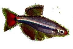 Tanichthys