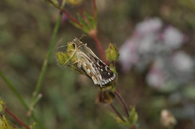 12), Brintesia circe (Fabricius, 1775), Pseudochazara anthelea (Hübner, 1824), Kirinia roxelana