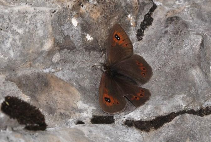 We vinden er ook nog P. ergane, L. duponcheli, M. larissa, Polyommatus (Agrodiaetus) admetus (Esper, 1783), P. cinarae en P. armoricanus.