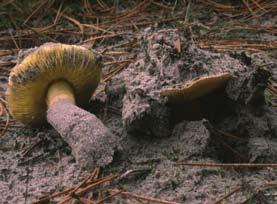 Door het soms hoge kalkgehalte van het zand hebben dennenbossen in de duinen een aantal eigen soorten die in het binnenland niet of veel minder voorkomen, bijvoorbeeld de duinbosrussula en melkboleet.