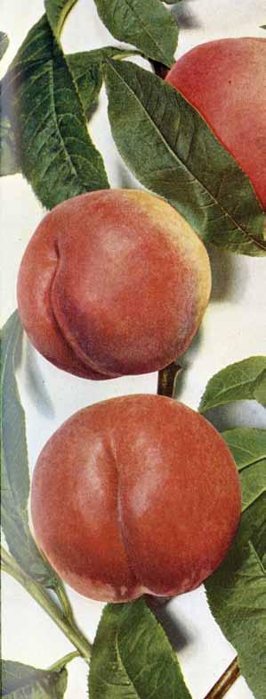 Charles Ingouf Geen gekend. In 1896 zaaiden de gebroeders Baltet uit Troyes (Frankrijk) perziken uit in hun kwekerijen. Een goede en dikvruchtige selectie noemden ze naar hun neef Charles Ingouf.
