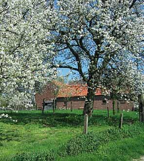 gaarden in het Antwerpse landschap Wie door het platteland reist, merkt al vlug de grote vruchtbomen op die vooral in de lente een onweerstaanbare aantrekkingskracht uitoefenen.