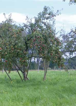 Schoorpalen Schoorpalen worden gebruikt om de vruchtbomen bij een overvloedige vruchtdracht te ondersteunen, zodat de takken niet scheuren of afbreken en het vee niet bij het fruit kan komen.