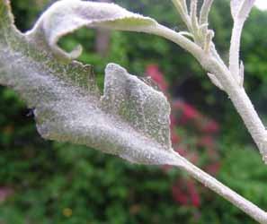 Witziekte komt voor bij warm en droog weer, infectie treedt vooral op bij ochtenddauw. Symptomen In het voorjaar krijgen de scheuttoppen gekrulde bladeren, waarop een wit poeder voorkomt.