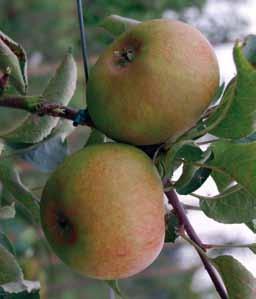 Deze variëteit werd voor het eerst in de handel gebracht in de lente van 1834 en werd vooral geteeld in de provincie Luik, waar ze een grote verspreiding kende.