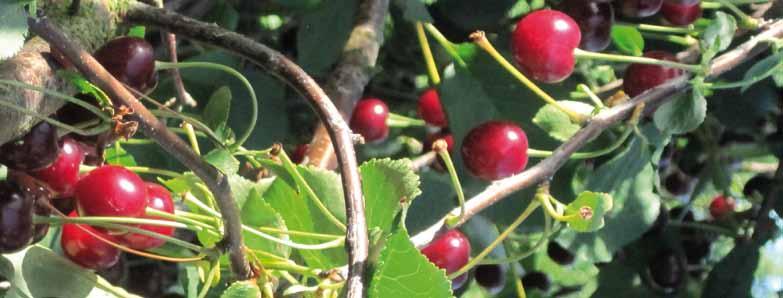 Noordkriek Black Morello, Large Morello, Late Morello, Morello, Grossen Cerise à Ratafia, Cerise du Nord, Grosse Lange Lothkirsche, Grosse Späte Schattenmorelle, Doppelte Schattenmorelle,