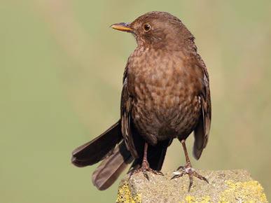 MEANDER VA D S I G V O G E LT J E vraagt een volwaardige, continue financiering voor deze belangrijke maatschappelijke taak waardoor beheerde natuurgebieden hun gemeenschapsfunctie beter vervullen.