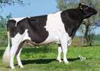 Man x Ramos aaa-code: 23465 KI-code: 764965 Britt x Mtoto x Skywalker aaa-code: 32465 KI-code: 766495 Jeeves x Goldwyn x Champion roductie Italiaanse fokwaarde: Aug.