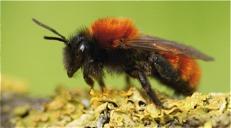 ````````````````````````````````````````````````````````` Inventarisatie bijen door Bart Iping Hoeveel bijen leven er in uw tuin? En hoeveel soorten? Grote kans dat u dat niet weet.