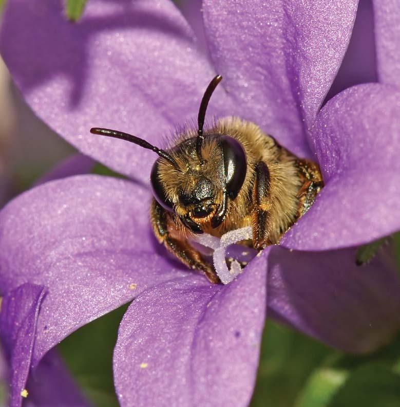 De tuin BEE GREEN, BEE NATURE Natuur, economie, duurzaamheid en oorspronkelijkheid vormen de basis voor het tuinontwerp. De tuin: een uitnodiging voor u, maar ook voor de bijen.