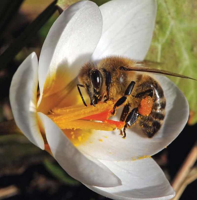 Opzet inrichting tuin foto Paul Pijpers.