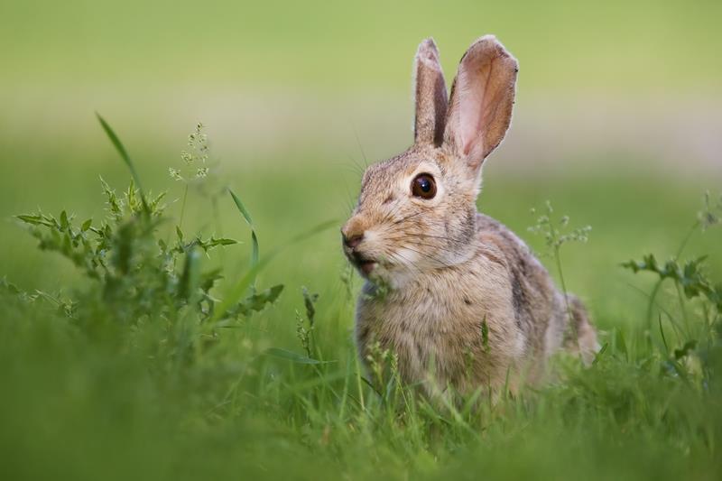 deur te houden. Dus vroegtijdig inenten is een pré. - KLN fokkers zijn sinds 08-2016 verplicht om in te enten, anders mogen hun dieren niet geshowd worden op de konijnen keuringen.