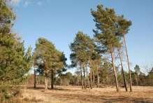 2. Biotoop: bos Habitats in bossen - Bomen en struiken - Bosbodem - Open plekken 2.