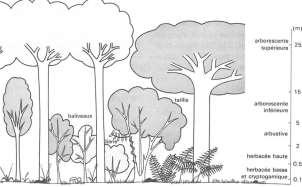 1.2. Vegetatiestructuur Gelaagdheid